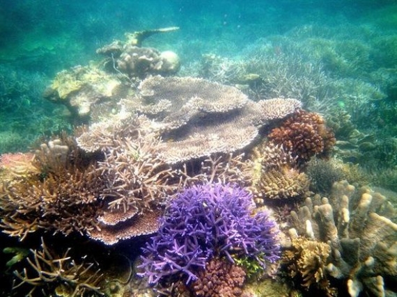 4D3N 4D3N Snorkeling in Semporna